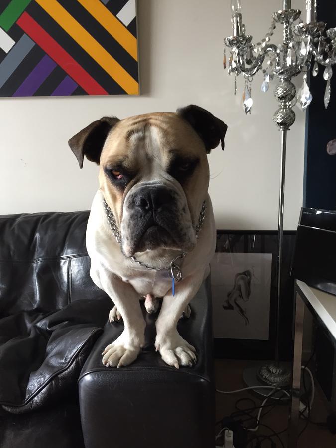 Cool Apartment, Central To Everything, Share With 2X Bulldogs Auckland Exterior photo